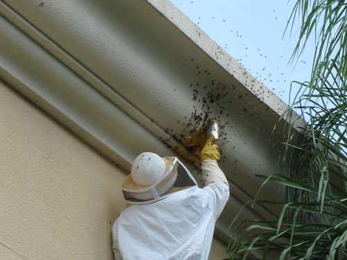 Understanding Bee Behavior and Pest Control Methods in Melbourne