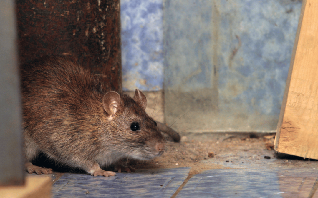 Effective Rodent Control Solutions for Homes and Businesses in Melbourne